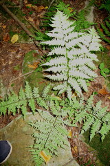 Athyrium angustum