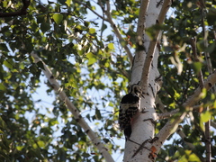 Dendrocopos leucotos