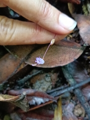 Apteria aphylla