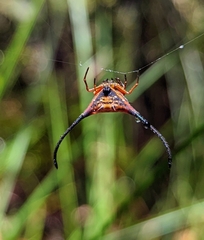 Macracantha arcuata