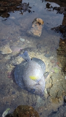 Acanthurus xanthopterus