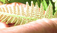 Athyrium angustum