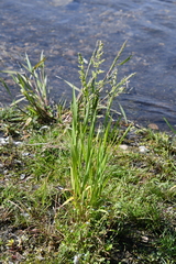 Beckmannia syzigachne