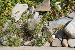 Solidago sempervirens