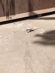 Gallotia galloti eisentrauti