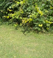 Coluber constrictor constrictor