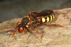 Nomada lathburiana