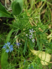 Gilia