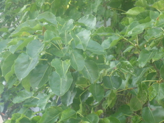 Pyrus
