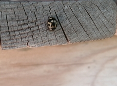 Propylea quatuordecimpunctata