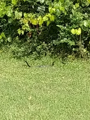 Coluber constrictor constrictor