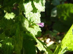 Ballota nigra
