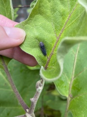 Paraulacizes irrorata