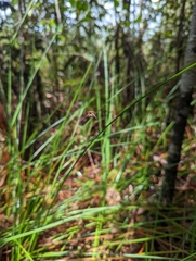 Macracantha arcuata