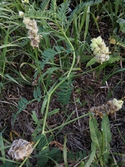 Astragalus cicer