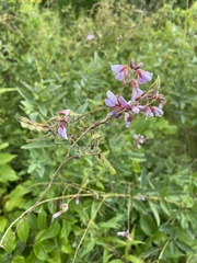 Desmodium canadense