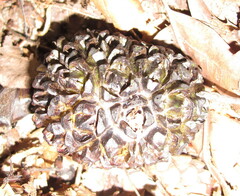 Symplocarpus foetidus