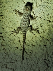 Sceloporus clarkii