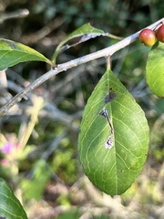 Ilex decidua