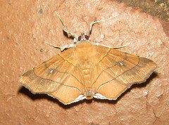 Gracilodes caffra