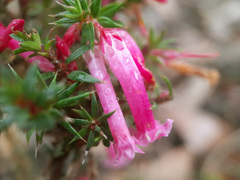 Epacris impressa