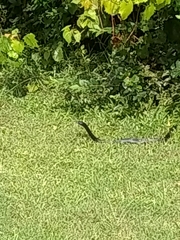 Coluber constrictor constrictor