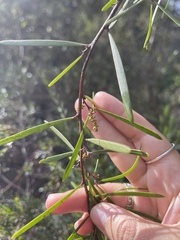 Acacia mucronata