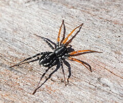 Nyssus coloripes