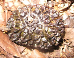 Symplocarpus foetidus
