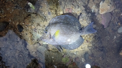 Acanthurus xanthopterus