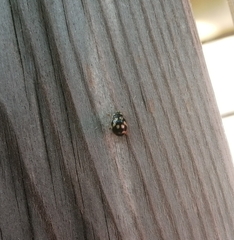 Propylea quatuordecimpunctata