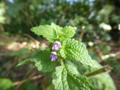 Ballota nigra