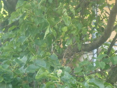 Pyrus