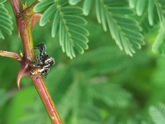 Thyene imperialis