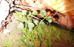Mitchella repens