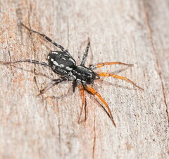 Nyssus coloripes