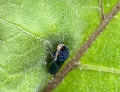 Paraulacizes irrorata