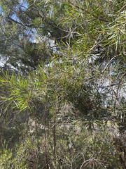 Acacia mucronata