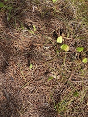 Maianthemum canadense