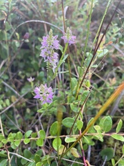 Polygala brevifolia