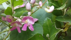 Phaseolus polystachios