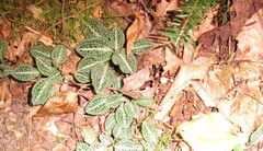 Goodyera pubescens