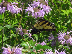 Papilio glaucus