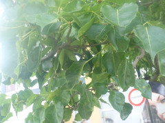 Pyrus