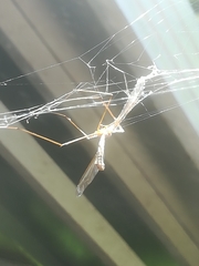 Tetragnatha extensa