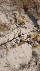 Hieracium umbellatum