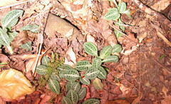 Goodyera pubescens