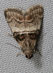 Pococera asperatella