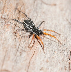 Nyssus coloripes