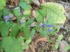 Gentiana